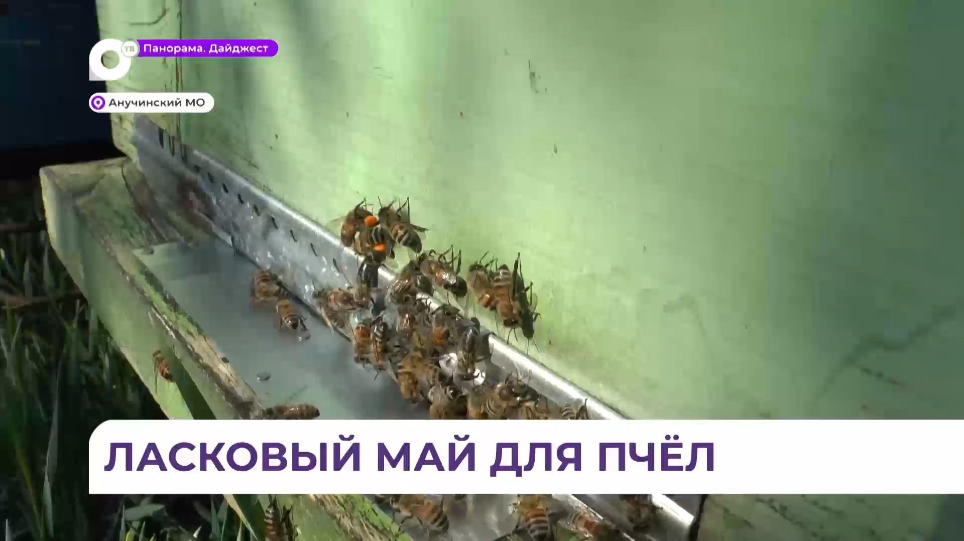 День пчелы приморские пасечники встречают на своих угодьях