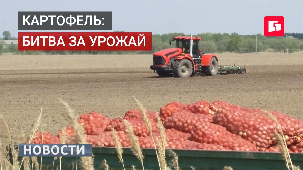 Картофель: битва за урожай. Новости. 20/05/2026. GuberniaTV