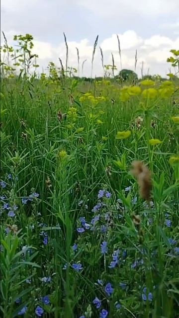 Этой весной, на лугу  птицы исполняют прекрасный концерт 🌿  #весна #май #луг #spring #may