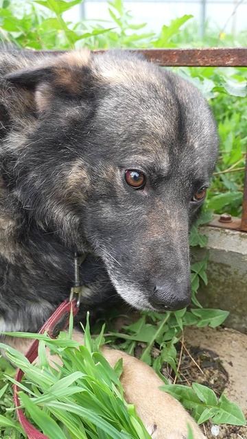 Тимоха — пёс‑инвалид из приюта: история стойкости и заботы ❤️🐾