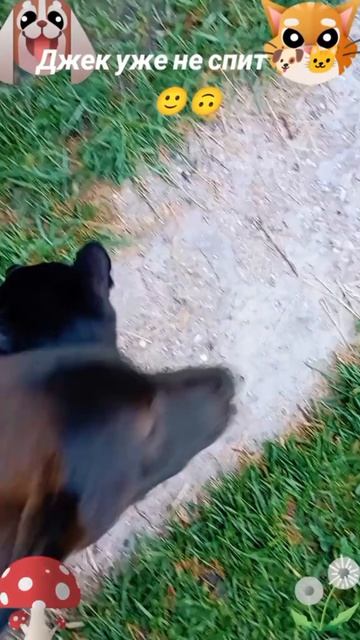Джек уже не спит🐶🐱🙂