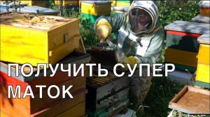 ВЫВОД СВЕРХКАЧЕСТВЕННЫХ МАТОК. НАЧАЛО