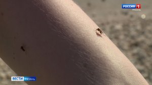 Полчища комаров накрыли Рязанскую область