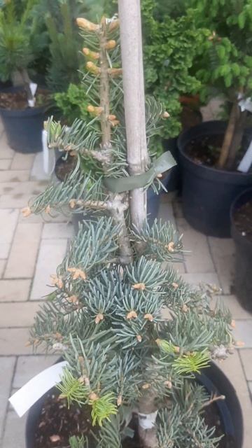 ❤🌲Пихта Одноцветная Арчерс Дварф
✔Продажа растений в макс и телеграм канале: Https://t.me/love_is_hv
