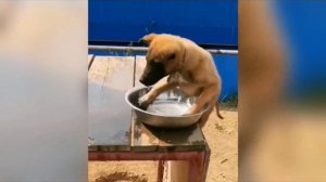 😁 Весёлые моменты с кошками и собаками 😹❤️🐶 (2 часть)