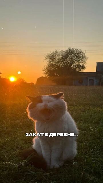 Закат в деревне #как_люди_живут #село_и_люди #ностальгия
