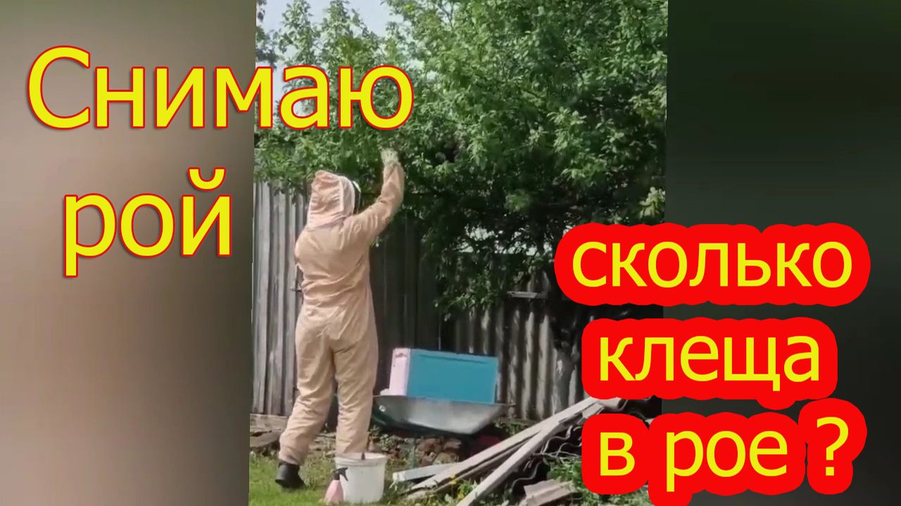 Снимаю РОЙ. Сколько КЛЕЩА в пчелином рое?