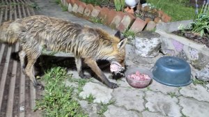 (1277) Лиса приходит в гости. Май 2026