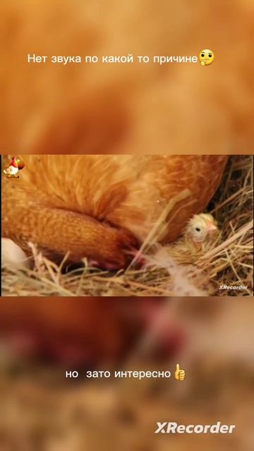 как вылупляется цыплёнок 🐥