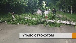 Дерево рухнуло спустя буквально несколько секунд после того, как мимо него прошла женщина с ребёнком