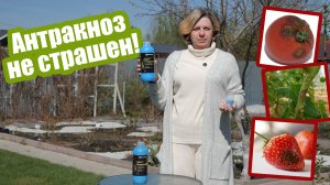 Антракноз: успейте распознать и вылечить!