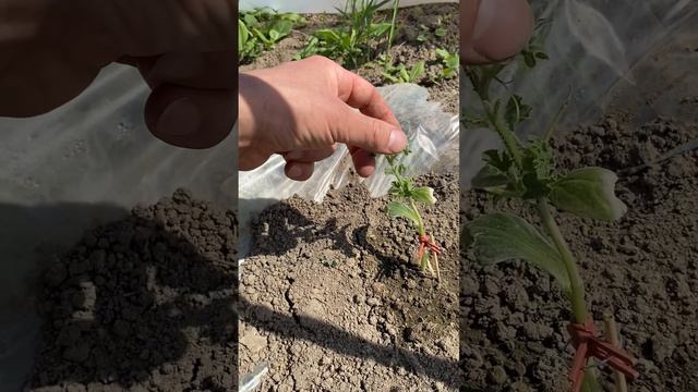 18.05.26г Арбуз начал расти . Температура в земле 30гр.Бедуин,каристан,сармат,там там ,бонта,атаман