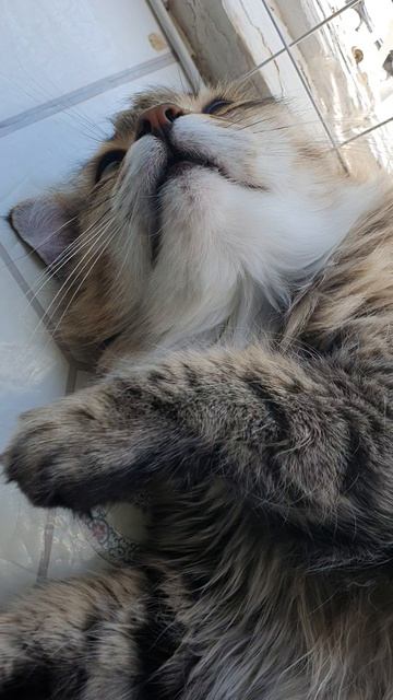 КОТ КАБАЧОК