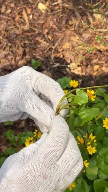 🌳БОТАНИЧЕСКИЙ САД: ЖИВАЯ КОЛЛЕКЦИЯ