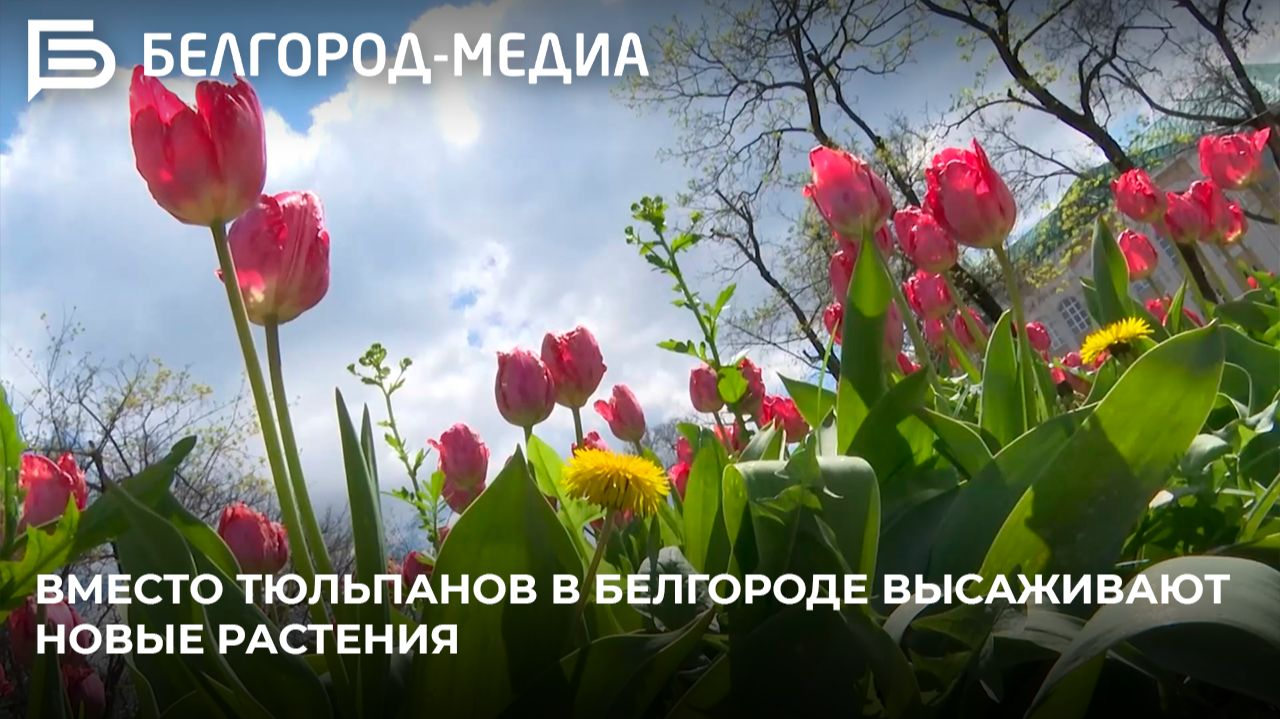 Вместо тюльпанов в Белгороде высаживают новые растения смотреть онлайн
