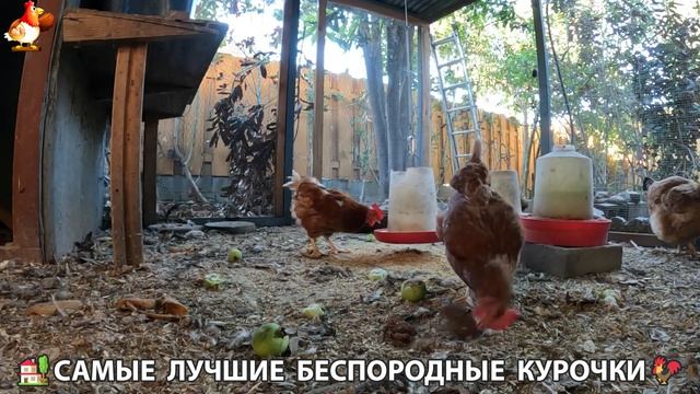 Цыплята и Курочки селяночки лучшие беспородные несушки 🥚 (478)