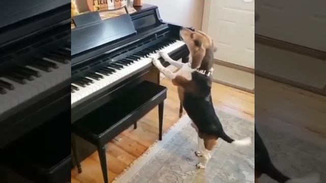 Звезда эстрады #топ #прикол #собаки #животные
