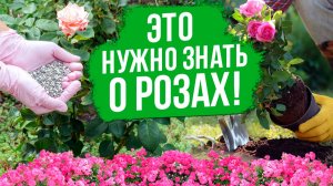 РОЗЫ: ВСЁ, ЧТО НУЖНО ЗНАТЬ. От покупки саженца до ухода после цветения.