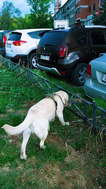 Куда нас завел любопытный нос? 🐕🐾🤷