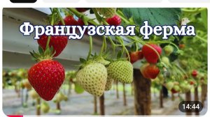 Французская ферма Как выращивают клубнику Это интересно