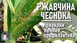 Ржавчина на чесноке: первые признаки, лечение и как спасти урожай