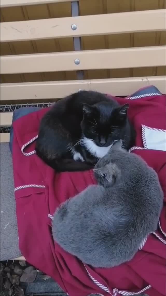 ПОЕЛИ, МОЖНО ПОСПАТЬ)😻 смотреть онлайн