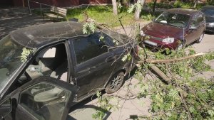 ЧП во дворе дома 41/10: сегодня утром здесь рухнуло дерево