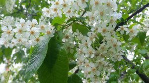 Дачная жизнь. Начинаю посадки. Джунгли
