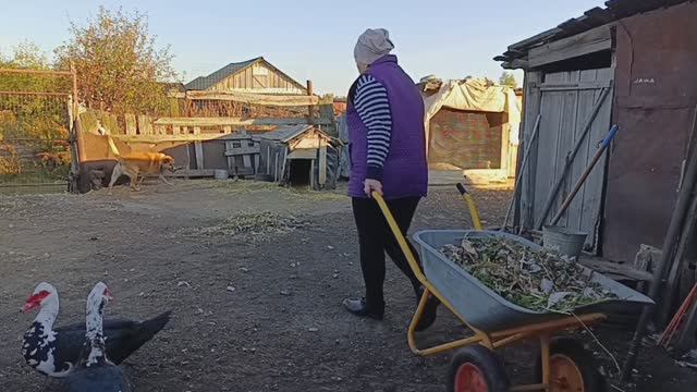 03-10-2025 Жизнь в деревне 🏠. Всем привет 👋 смотреть онлайн