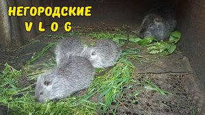 Щенок. НУТРИИ: двое из ларца одинаковых с лица.20.05.26