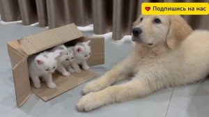 Огромный Ретривер Нашёл Маленького Котёнка в Коробке 📦💔 Самая Милая История