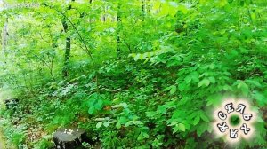 УТРЕННИЙ ПАРК В МАЕ