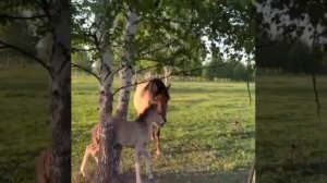 Мама-лошадь позвала людей на помощь ее жеребёнку, застрявшему между стволами берёзы в Башкирии.
 
Фе