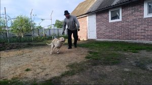 Тяжёлое детство в деревне/Успеть всё за выходной/ 7 соток малины, нам всё мало