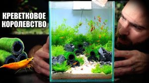 Мир креветок: Руководство по акваскейпу креветок Nano Neocaridina без фильтра