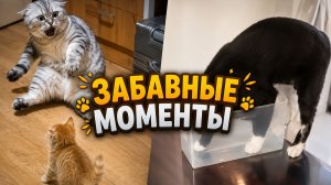 Лапки-Шоу #7 | Смех на четырёх лапах