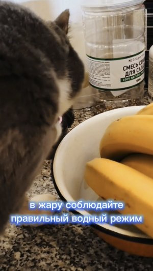 Соблюдайте правильный водный режим в жару 💧🔥