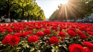 С ДНЁМ РОЗЫ! МИЛЛИОН АЛЫХ РОЗ...__НОВАЯ ВЕРСИЯ__