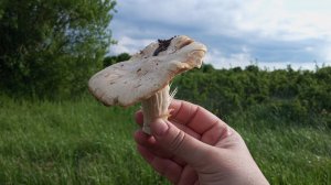 ЕЛЕ ВЫЛЕЗ ИЗ ТЕРНОВНИКА НО ЗАТО С ГРИБАМИ 15.05.2026 ГОД #грибы