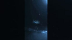 1000299073.mp4