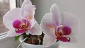 Пересадка орхидеи SA-50. Апрель 2026 года.🌱🌱🌱