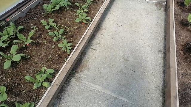 Хорошая редиска.