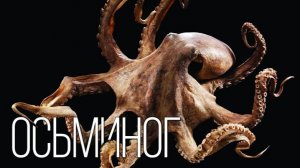 Осьминог: Инопланетный Интеллект из Океанских Глубин