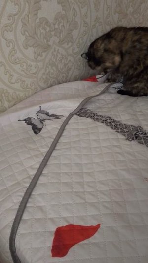 Кошка наглеет, ну что поделаешь 🥰