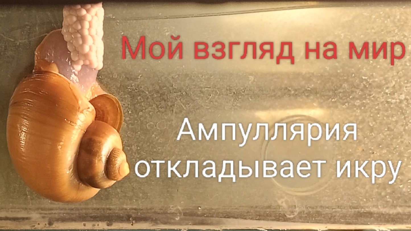Ампуллярия откладывает икру 21-05-2026