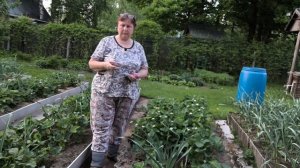 Что нужно срочно сделать с клубникой.
