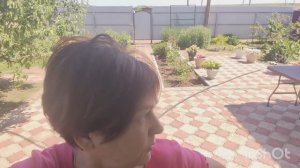 Отвечаю по просьбе подписчиков//подкормка огурцов// томатики радуют🍅