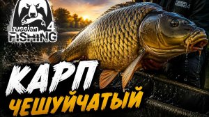 [Фидер] Точка на «Карп чешуйчатый» , Оз. Медвежье [RF-4]