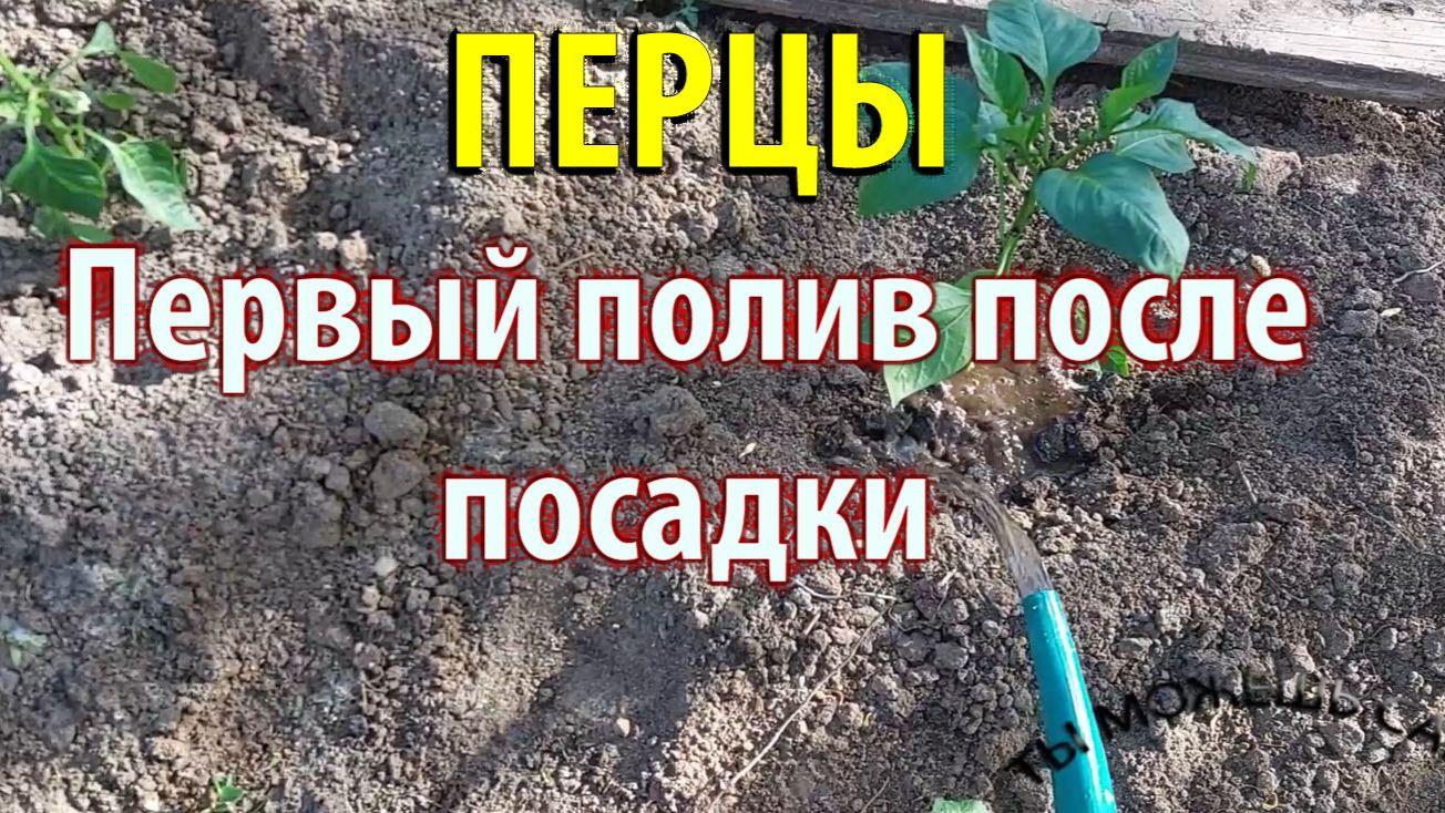 Как поливать ПЕРЕЦ после посадки правильно. Сколько воды? Как часто?