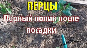 Как поливать ПЕРЕЦ после посадки правильно. Сколько воды? Как часто?